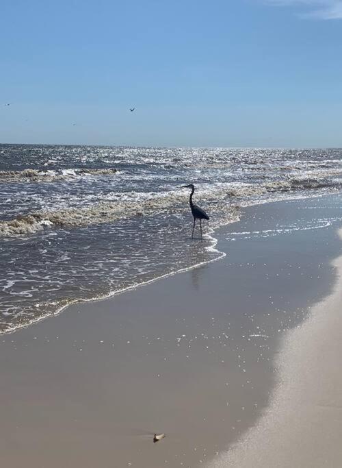 Pet Friendly Tranquil Cottage With Fire-Pit And Seasonal Hot Tub Sept-March Minutes To Beaches Dauphin Island Exterior photo